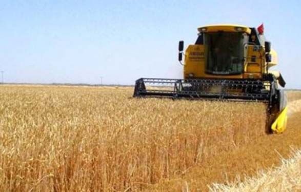Azərbaycanda taxıl, buğda, arpa yığımının həcmləri açıqlanıb
