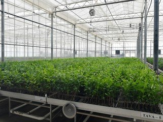 İlham Əliyev və Mehriban Əliyeva “Grand-Agro İnvitro” MMC-nin müəssisəsi ilə tanış olub