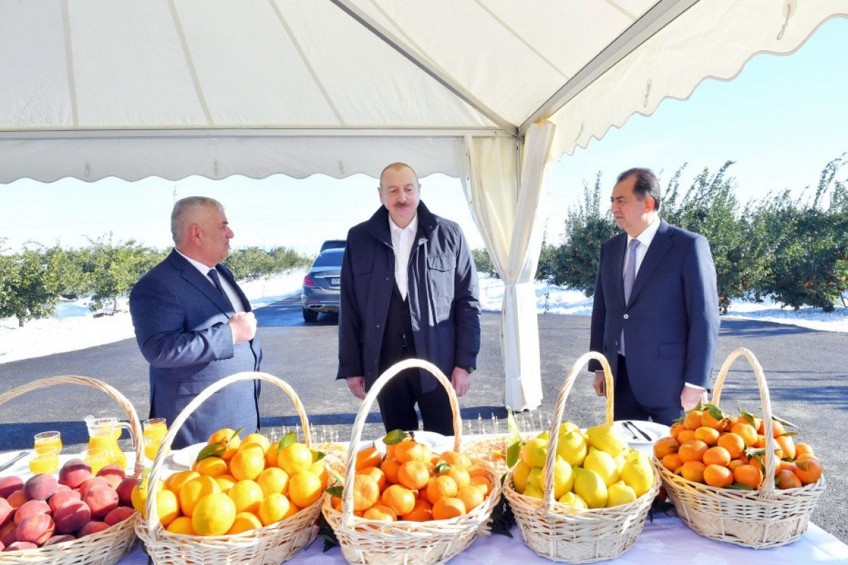 Prezident Lənkərana səfər edib, “Lenk Fruit” MMC-nin sitrus bağında yaradılan şəraitlə tanış olub